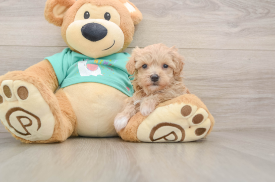Energetic Malt a Poo Poodle Mix Puppy