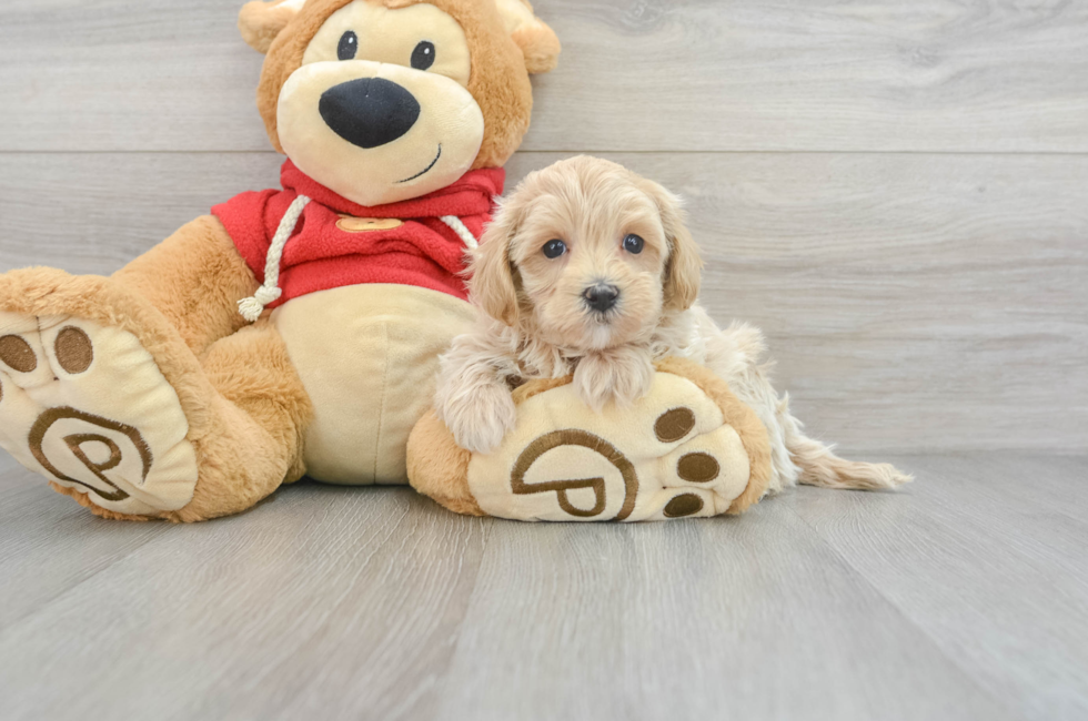 8 week old Maltipoo Puppy For Sale - Simply Southern Pups