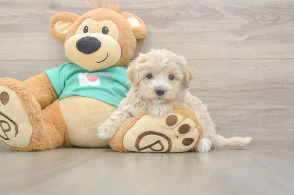5 week old Maltipoo Puppy For Sale - Simply Southern Pups