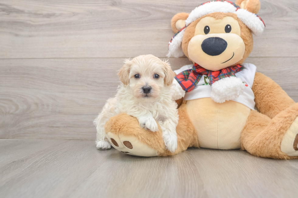 5 week old Maltipoo Puppy For Sale - Simply Southern Pups