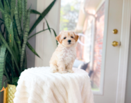 10 week old Maltipoo Puppy For Sale - Simply Southern Pups