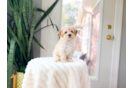 Maltipoo Pup Being Cute