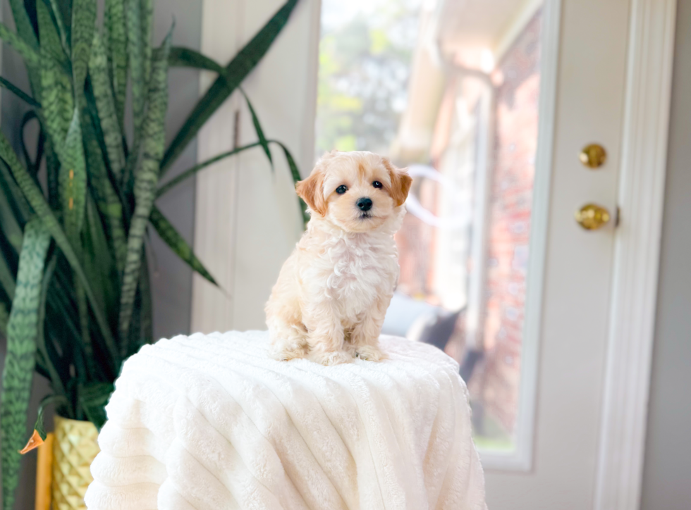 Maltipoo Pup Being Cute
