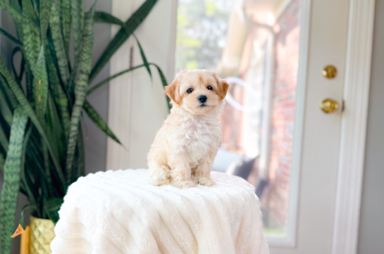 Maltipoo Pup Being Cute