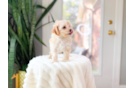Maltipoo Puppy for Adoption