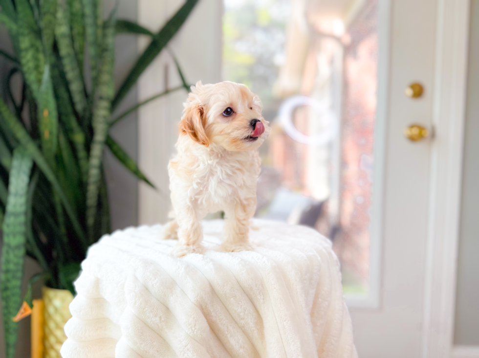 Maltipoo Puppy for Adoption