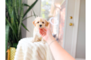 Best Maltipoo Baby