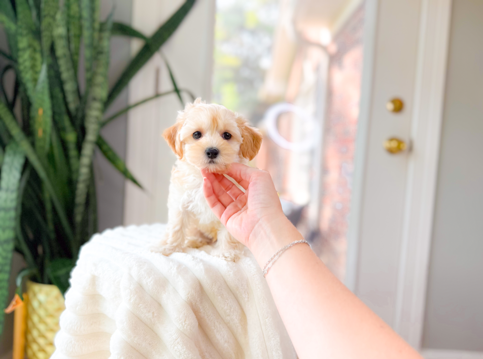 Best Maltipoo Baby
