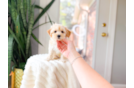 Cute Malt a Poo Poodle Mix Puppy