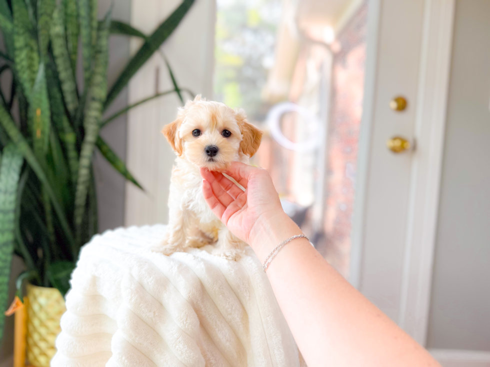 Cute Malt a Poo Poodle Mix Puppy
