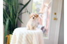 Cute Maltipoo Baby