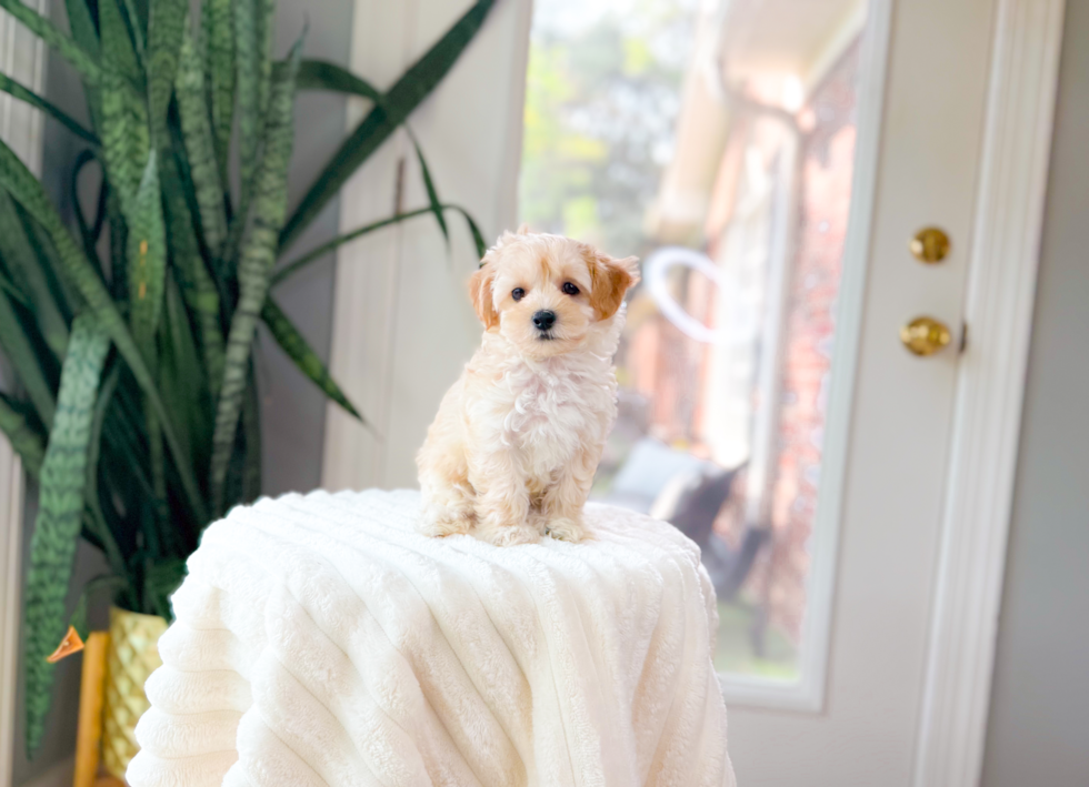 Cute Maltipoo Baby