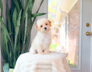 11 week old Maltipoo Puppy For Sale - Simply Southern Pups