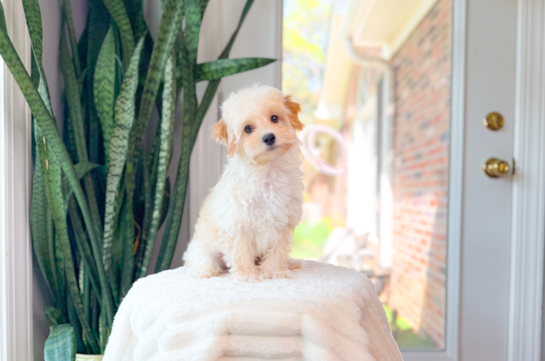 Maltipoo Pup Being Cute