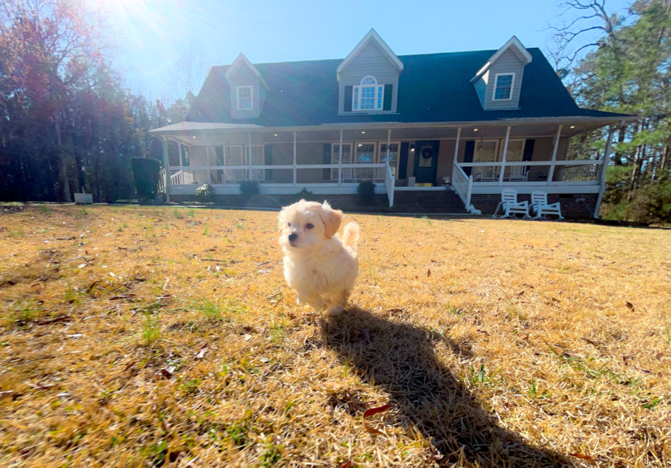 Maltipoo Puppy for Adoption