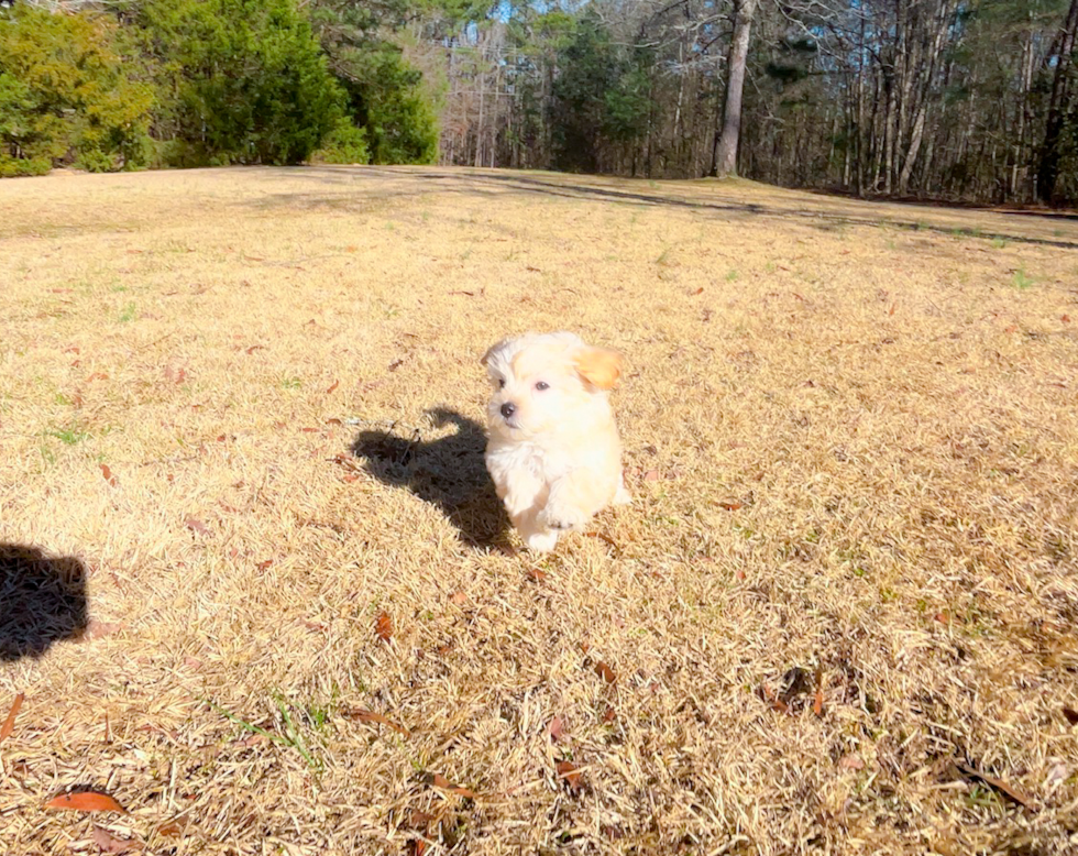 Cute Malt a Poo Poodle Mix Puppy