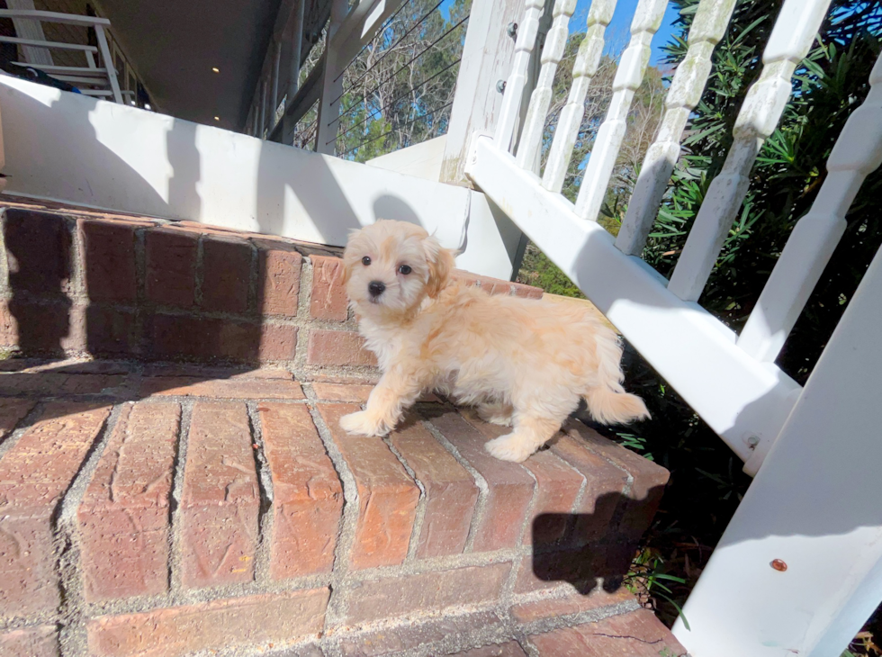 Cute Malt a Poo Poodle Mix Puppy