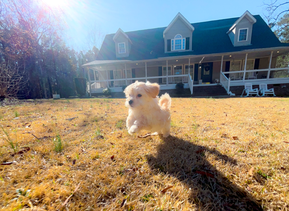 Cute Malt a Poo Poodle Mix Puppy