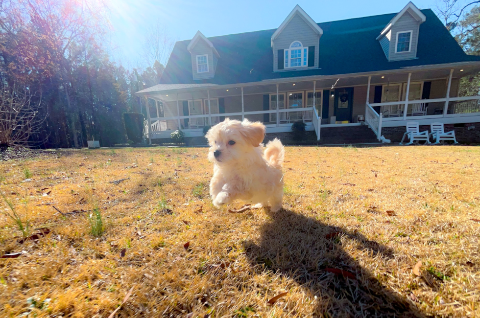 9 week old Maltipoo Puppy For Sale - Simply Southern Pups