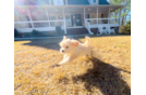 Cute Maltipoo Baby