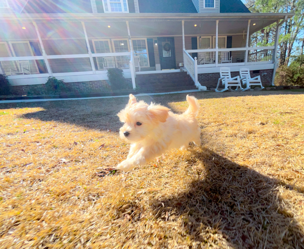 Cute Maltipoo Baby