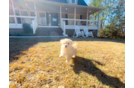 Cute Maltipoo Poodle Mix Pup