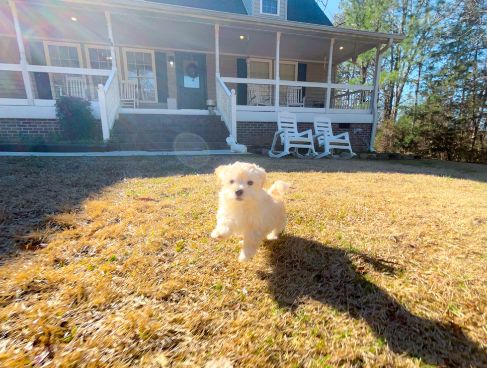 Cute Maltipoo Poodle Mix Pup