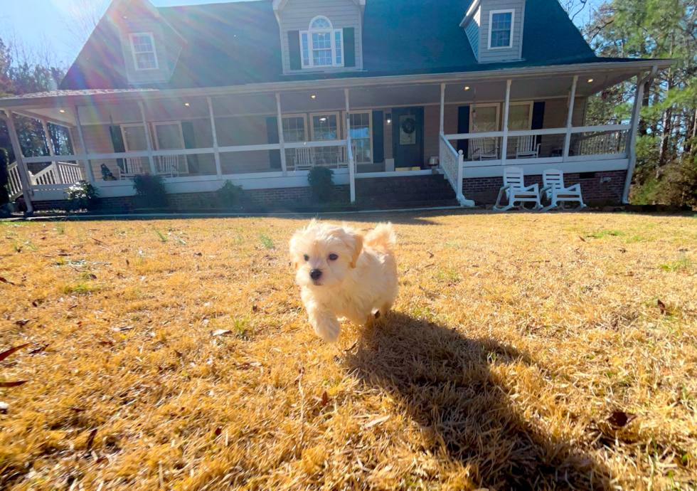 Cute Malt a Poo Poodle Mix Puppy