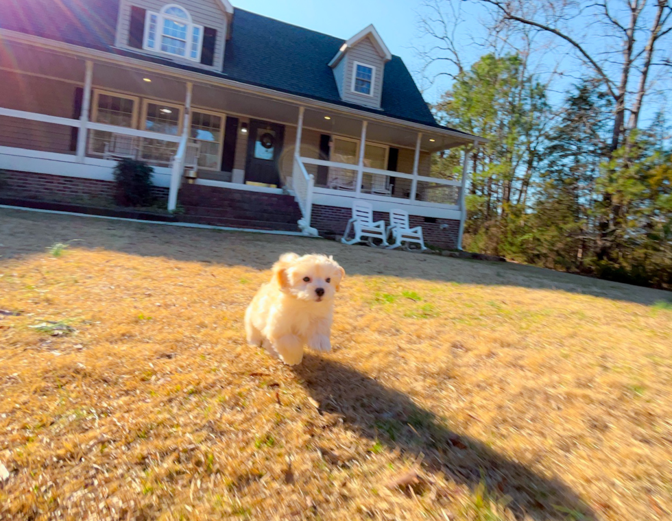 Maltipoo Pup Being Cute