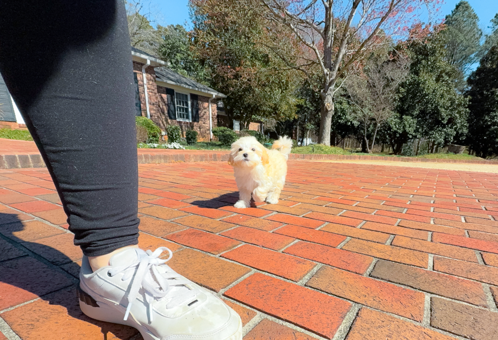 Best Maltipoo Baby