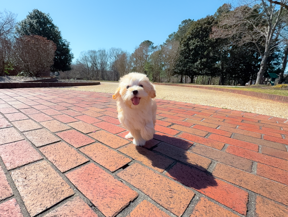 Maltipoo Puppy for Adoption
