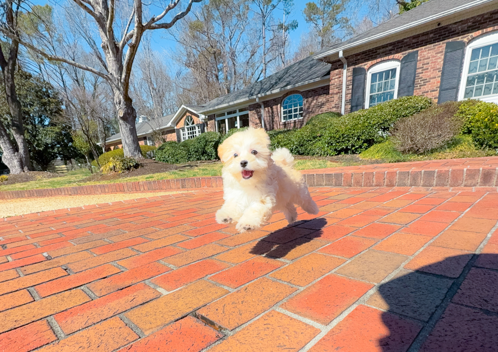 Maltipoo Pup Being Cute