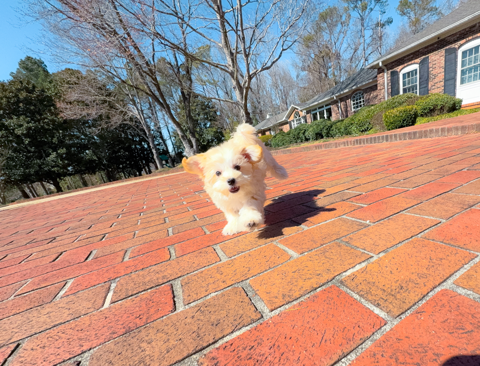 Best Maltipoo Baby