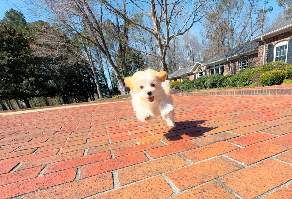 Maltipoo Pup Being Cute