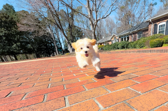 Maltipoo Pup Being Cute