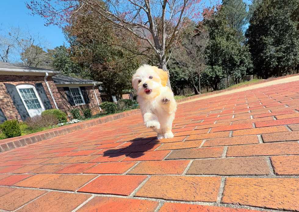 Cute Maltipoo Poodle Mix Pup