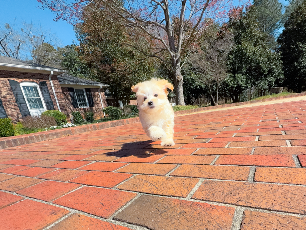 Cute Maltipoo Poodle Mix Pup