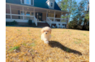 Maltipoo Pup Being Cute