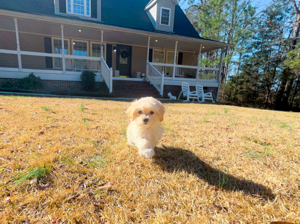 Maltipoo Pup Being Cute