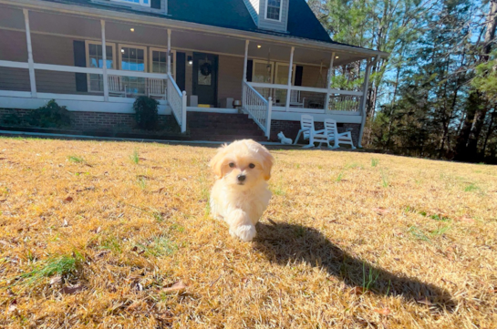 Maltipoo Pup Being Cute