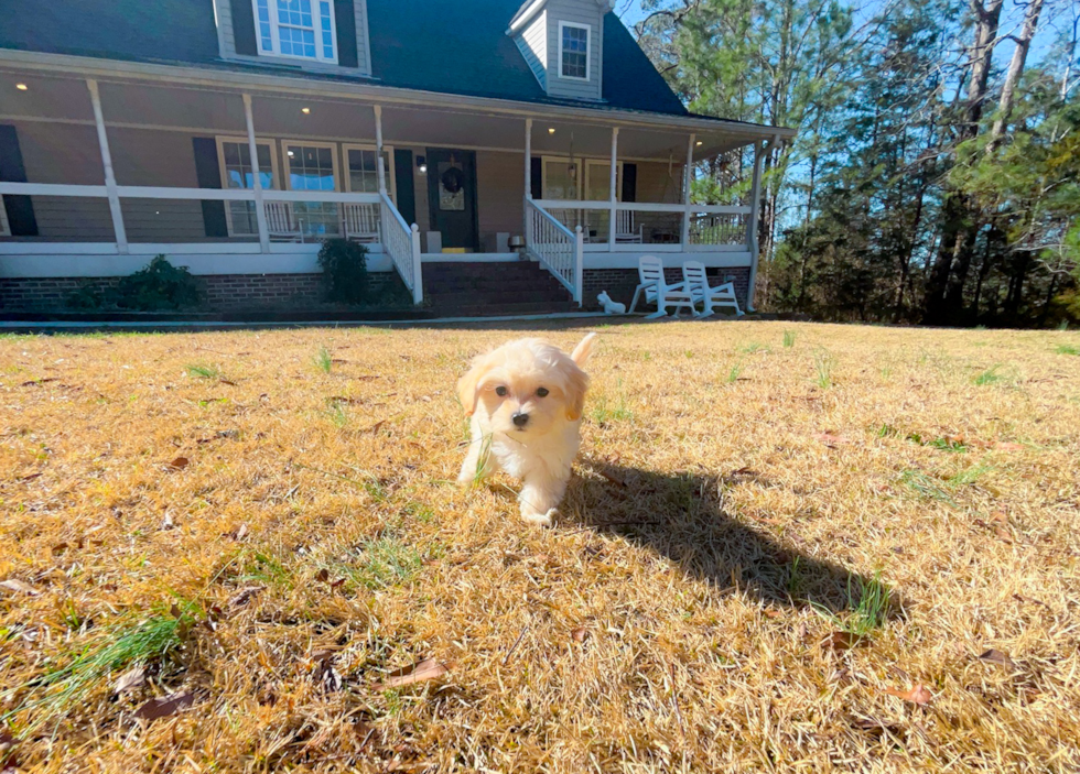 Maltipoo Puppy for Adoption