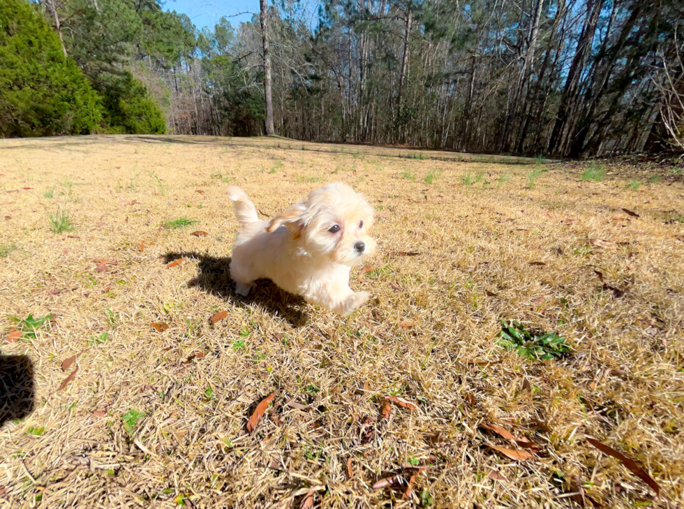 Best Maltipoo Baby