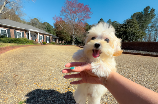 Cute Maltipoo Poodle Mix Pup