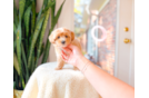 Best Maltipoo Baby