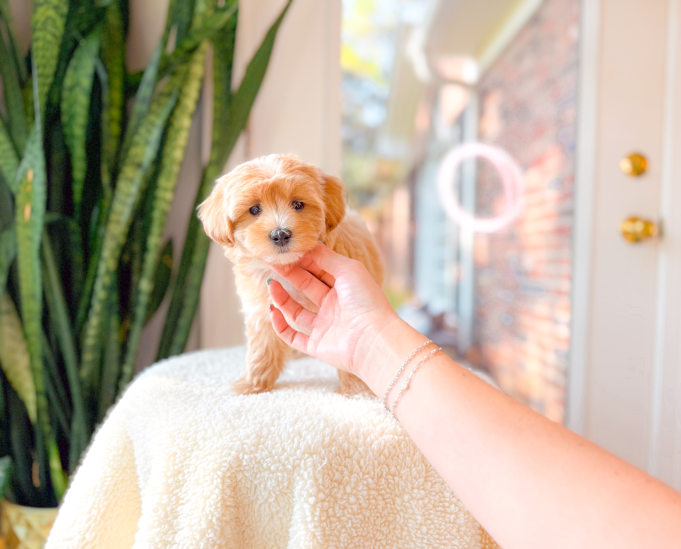 Best Maltipoo Baby