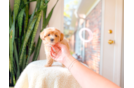 Cute Maltipoo Poodle Mix Pup