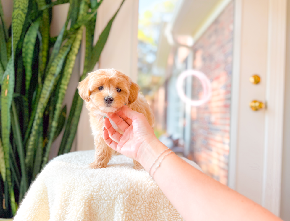 Cute Maltipoo Poodle Mix Pup