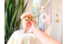 Cute Maltipoo Poodle Mix Pup