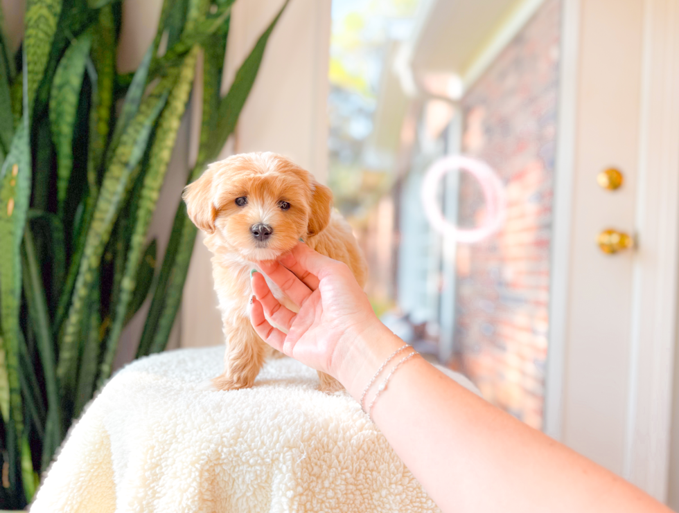 Cute Maltipoo Poodle Mix Pup