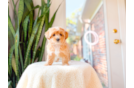 Cute Maltipoo Poodle Mix Pup